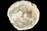 Petrified Wood (Araucaria) Limb Section - Madagascar #126381-1